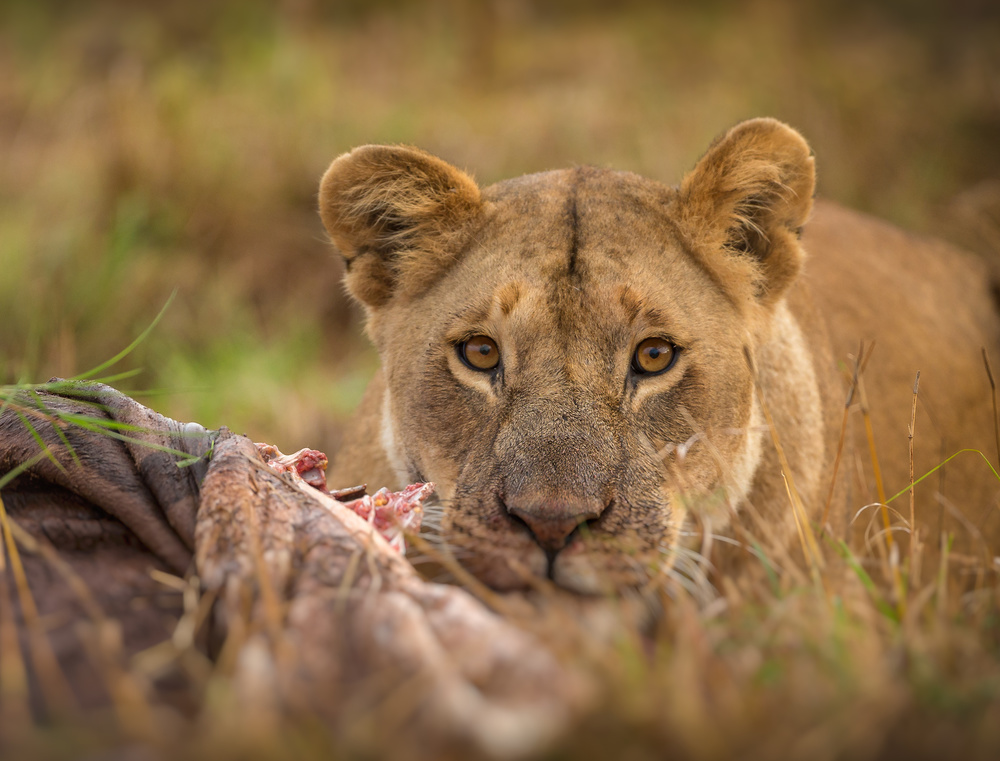 MARA LIONESS von Jaco Marx