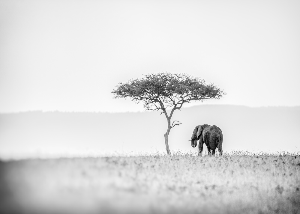 UMBRELLA THORN von Jaco Marx