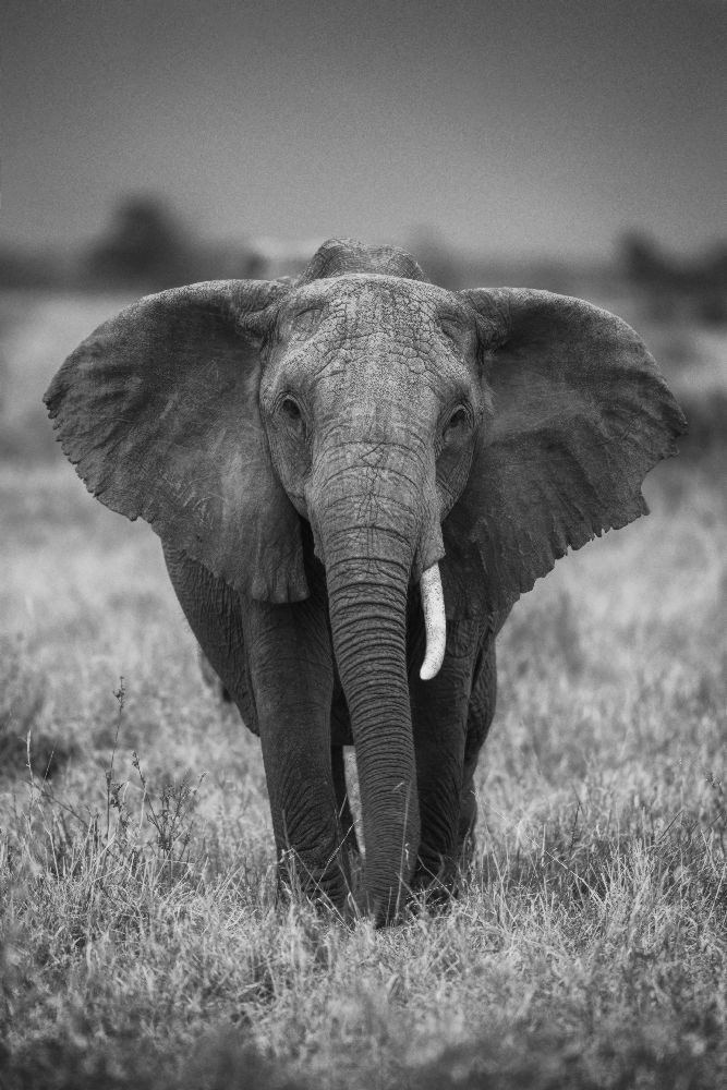 Singularität von Jaco Marx