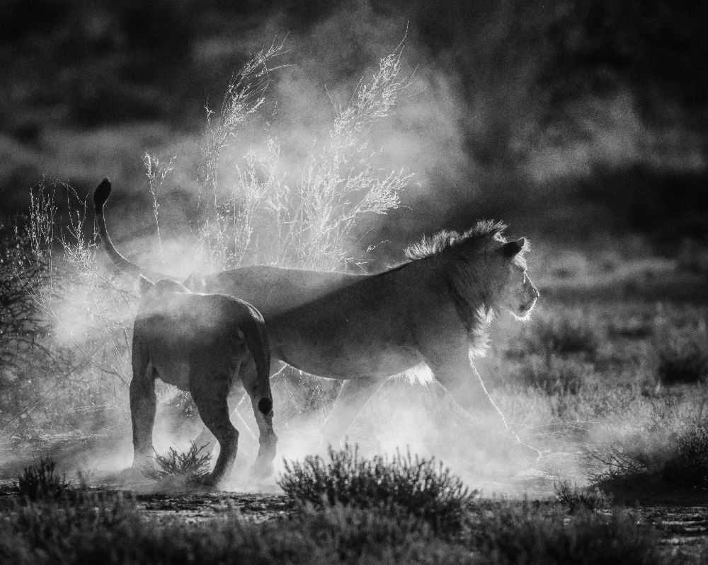 Staubkatzen von Jaco Marx