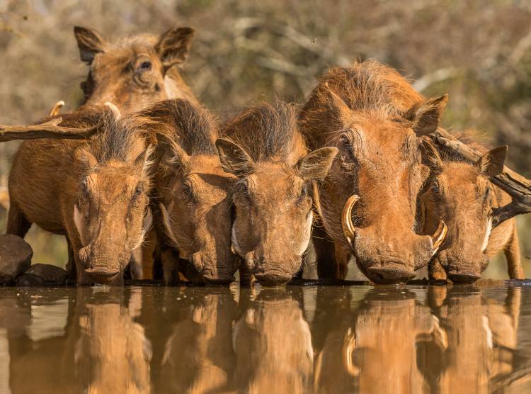 Warthog Family Reunion von Jaco Marx