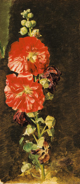 A Stockrose von Jacob Gensler