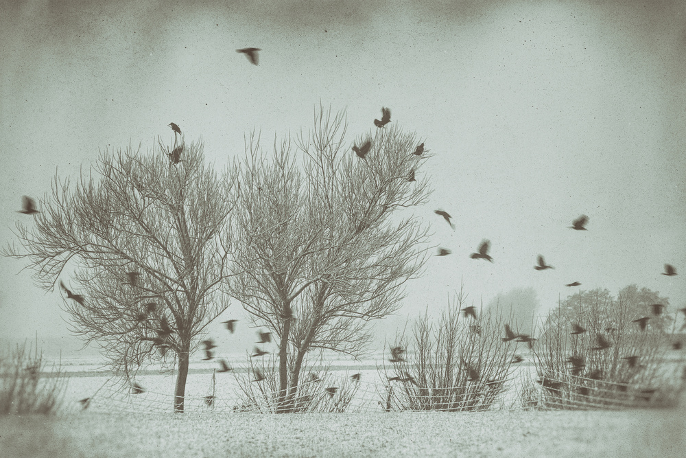 Learning to fly von Jacob Tuinenga