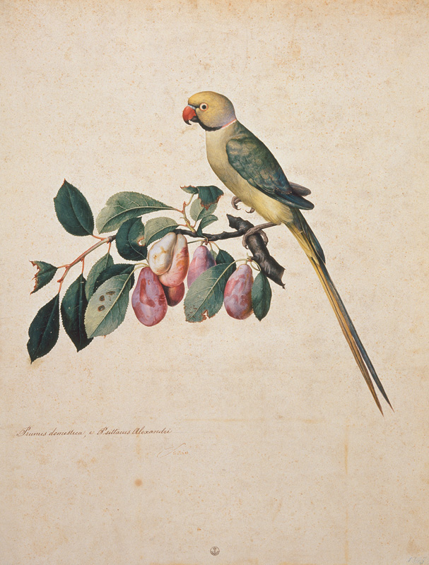 Prunus domestica, e Psittacus Alexandri von Jacopo Ligozzi