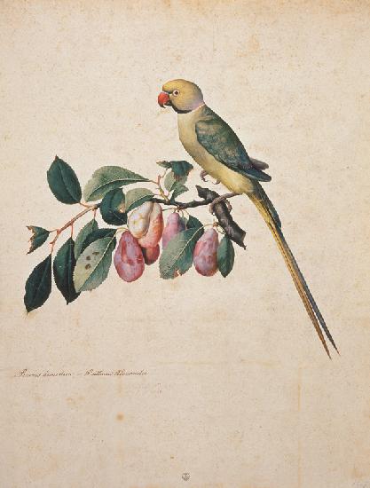 Prunus domestica, e Psittacus Alexandri