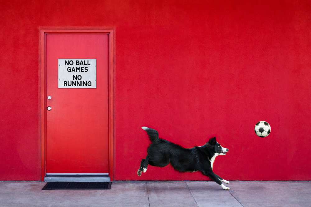 Chasing the Ball von Jacqueline Hammer