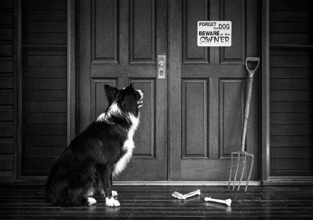 Vorsicht vor dem Besitzer von Jacqueline Hammer