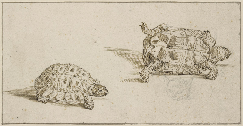 Zwei Schildkröten, von oben und von unten gesehen, sowie ein skizzierter Katzenkopf von Jacques de Gheyn II