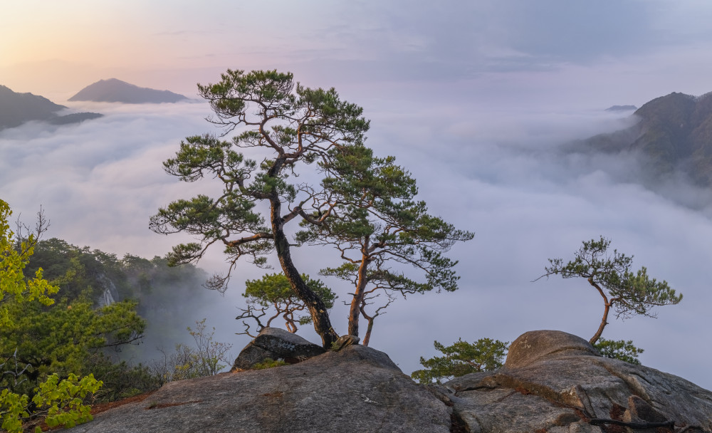 The Tree That Thinks von Jaeyoun Ryu