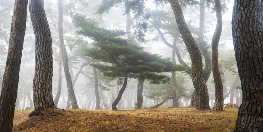 In The Misty Pine Forest von Jaeyoun Ryu