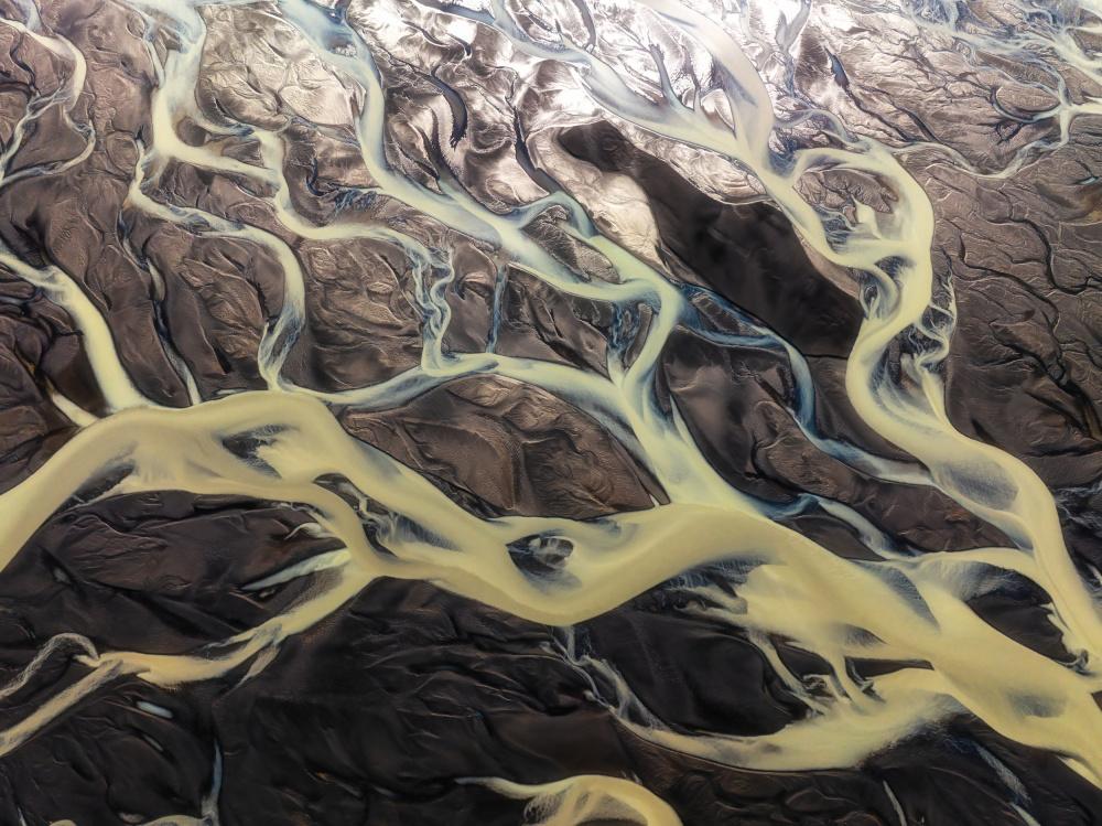 Golden Tree von James Bian