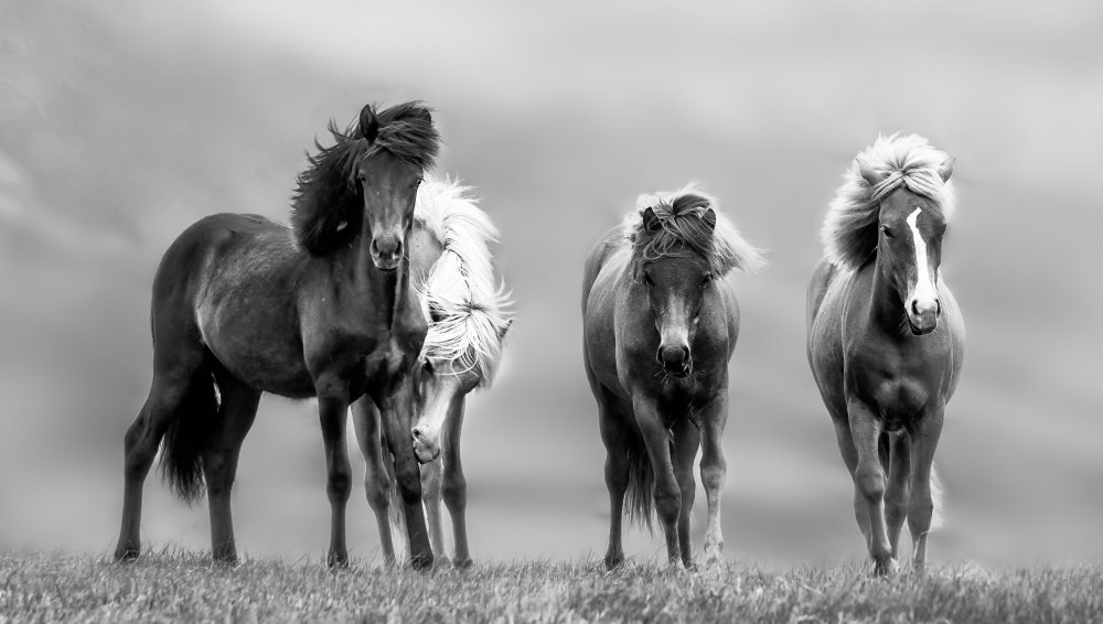 Icelandic Horses von James Bian
