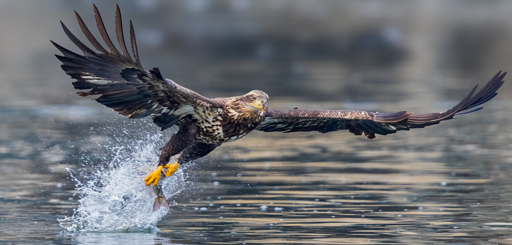 What a catch von James Bian