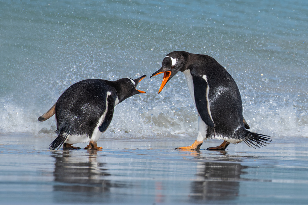 back off! von James Cai