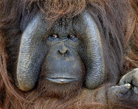 Male Orangutan China