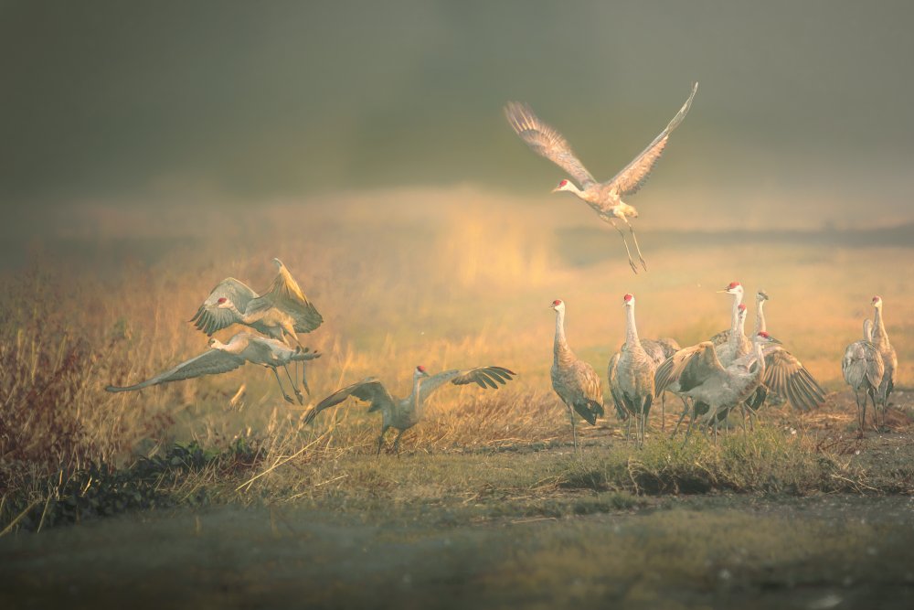 Morning Frolic von Jamie Z. Chan