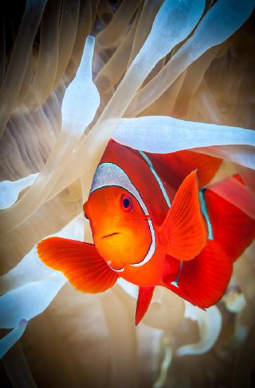 Clownfish defends his white anemone