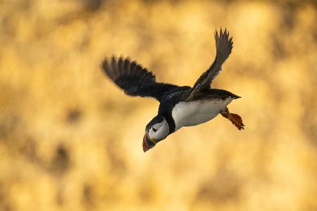 Puffin in flight