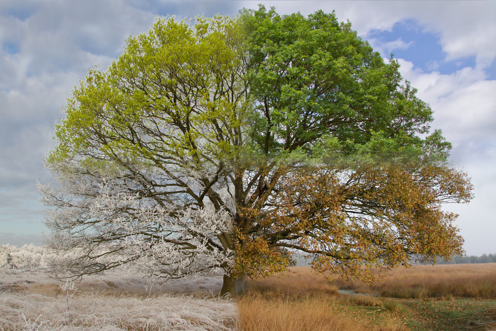 Oak Tree in Four Seasons von Jan Eric Krikke