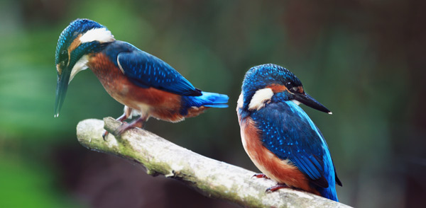 Eisvögel von Jan Gläßer