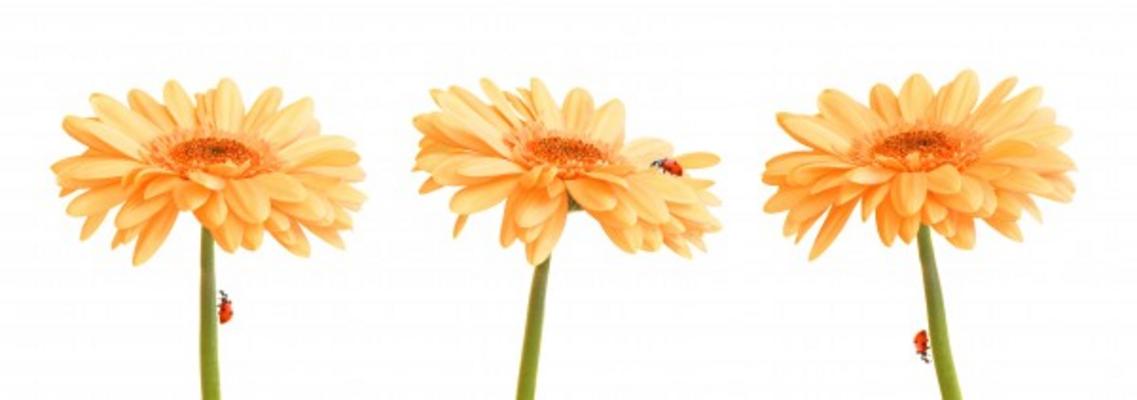 Sommerliches Trio von Jan Lassen