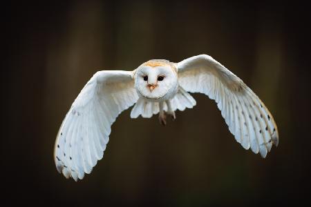 The barn owl (Tyto alba)