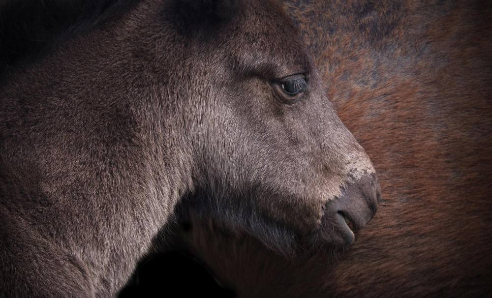 Mother &amp; daughter. von Jan Scheunders