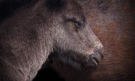 Mother &amp; daughter.