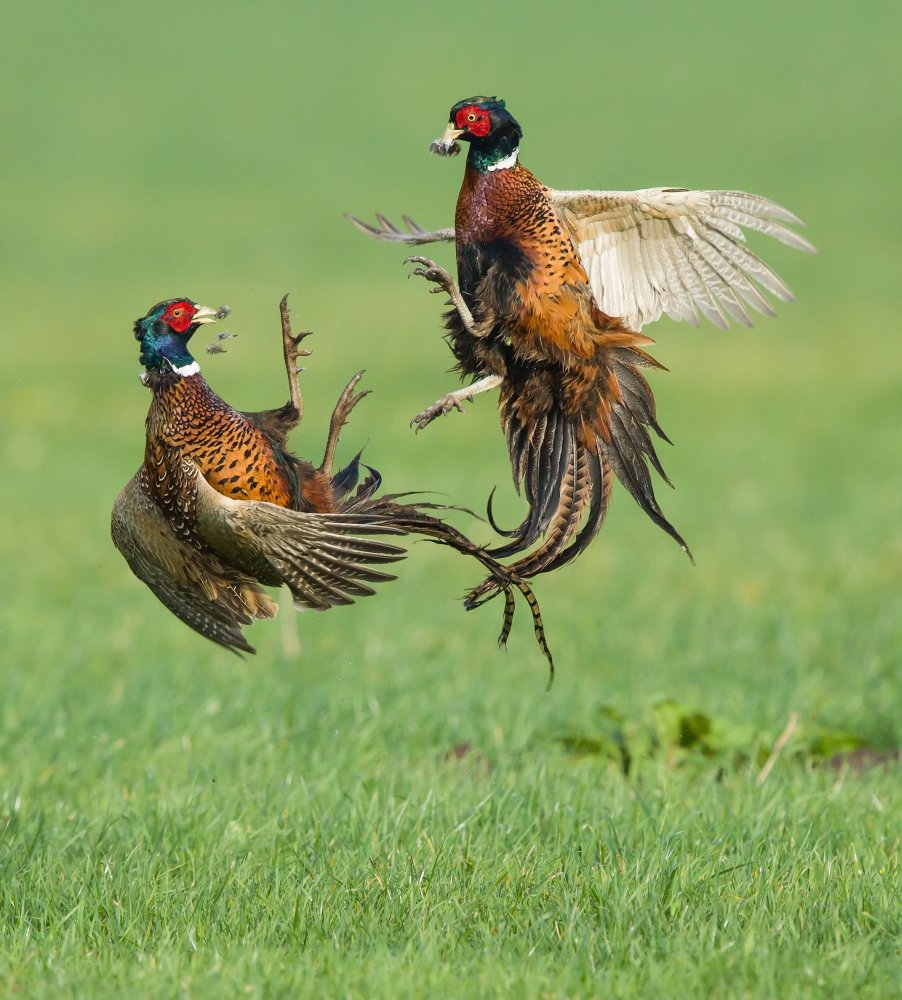 Feathered dispute von Jan van der Linden