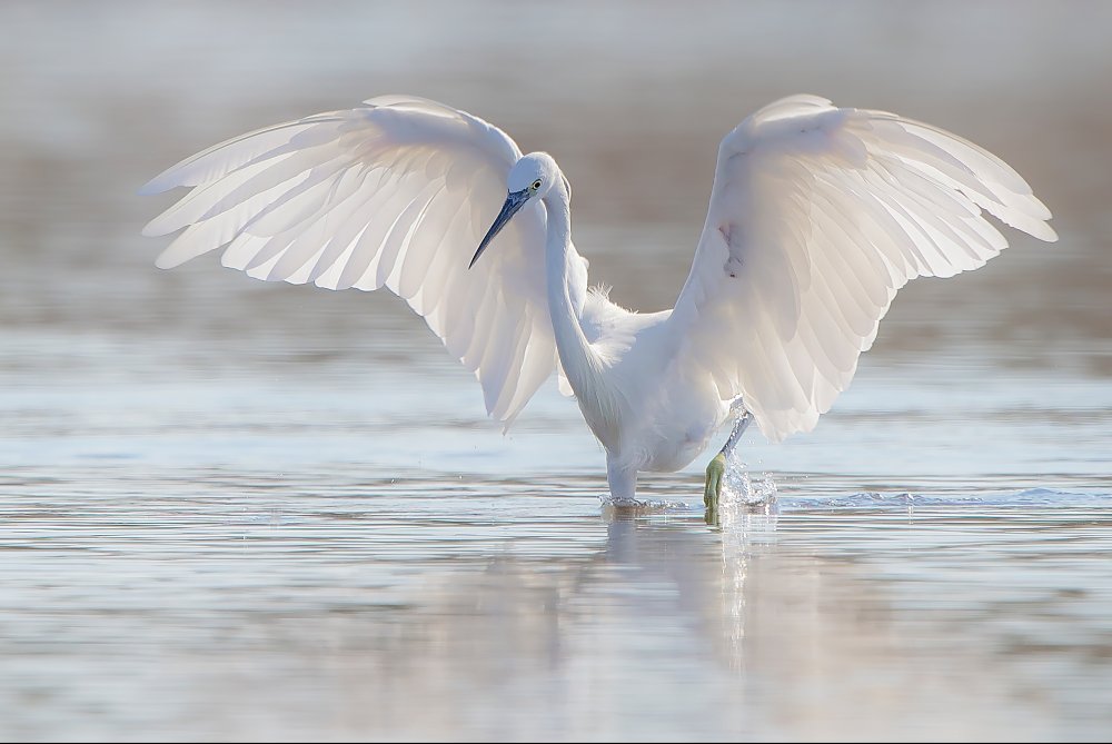 Little Egret fishing von Jan van der Linden