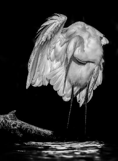 Great White Egret