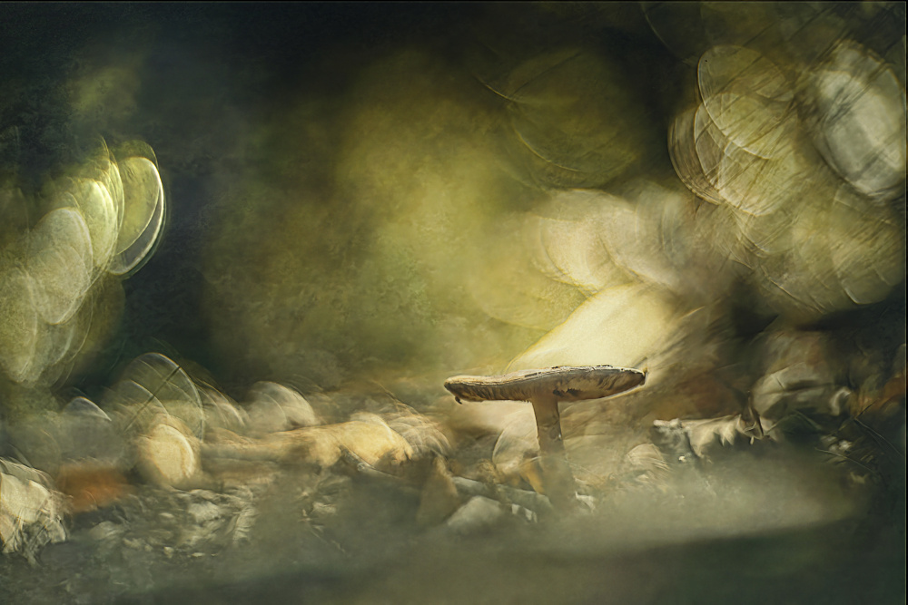 Where light is von Jan van der Linden