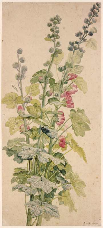 Rote Malve von Jan van Huysum