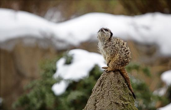 Erdmännchen sucht nach der Sonne von Jan Woitas