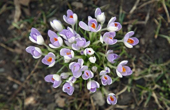 Krokusse blühen in Leipzig von Jan Woitas
