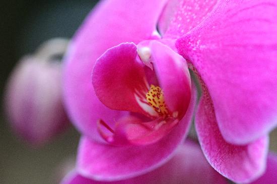 Orchideen-Schau im Botanischen Garten von Jan Woitas