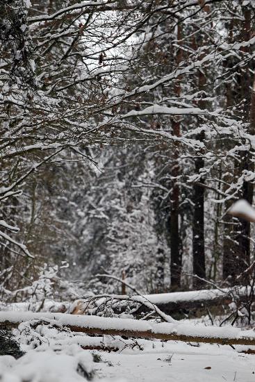 Schneelast lässt Baumkronen brechen von Jan Woitas