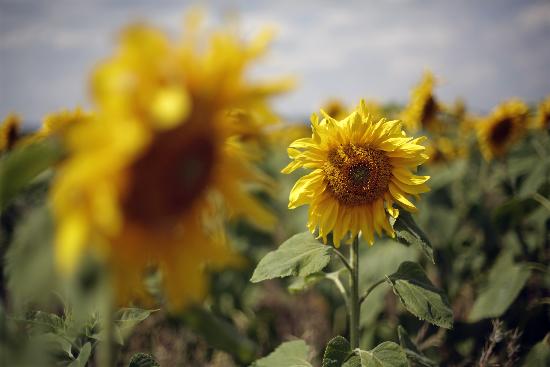 Sonnenblumen auf dem Feld von Jan Woitas