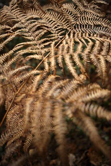 Verblühter Frauenfarn im Wald von Jan Woitas