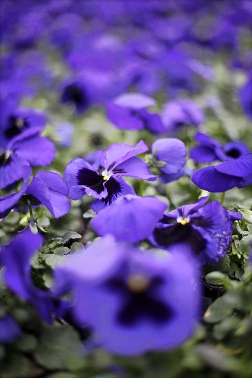 Verspäteter Saison-Start in Gärtnereien von Jan Woitas