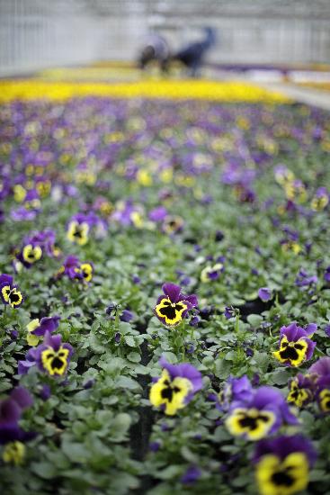 Verspäteter Saison-Start in Gärtnereien von Jan Woitas