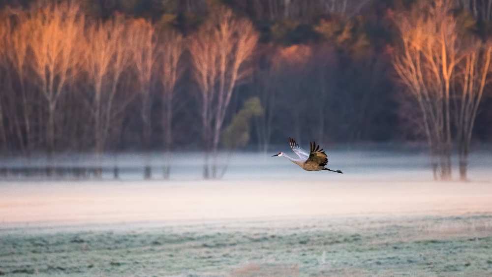 Lonely Flyer von Jane Luo