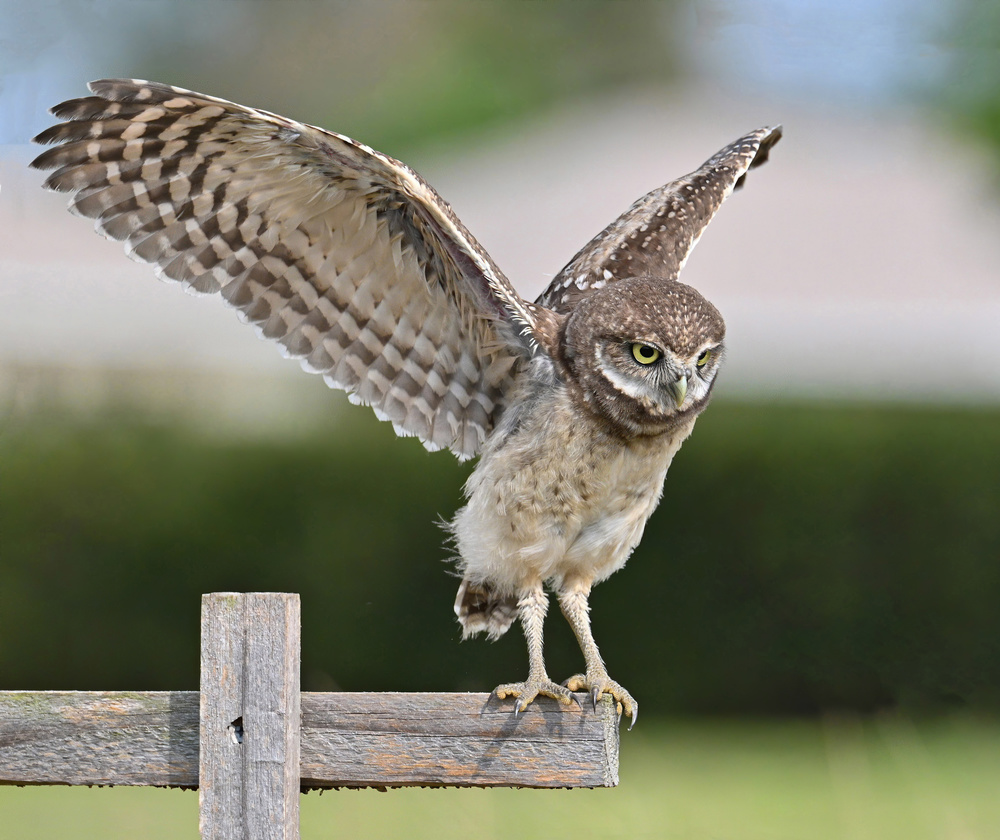 Practice von Jane Lyons