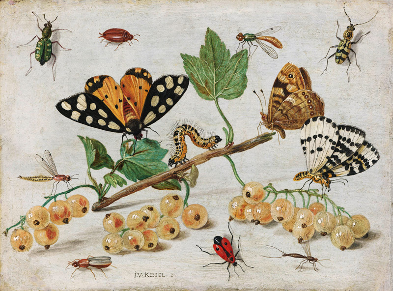 Insekten und Früchte von Jan van Kessel