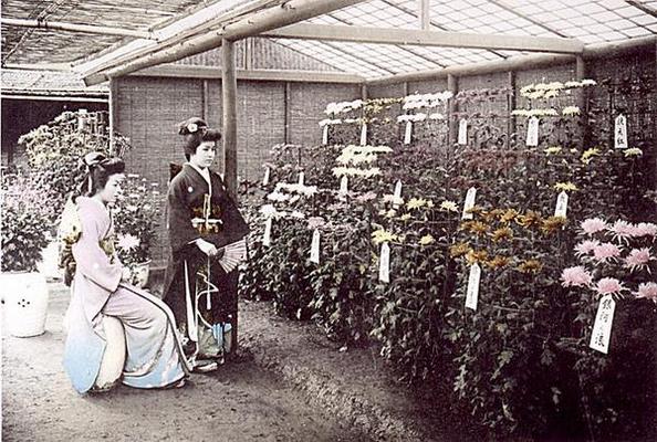 A rich display of chrysanthemums, 1905 (hand coloured photo) von Japanese School, (20th century)
