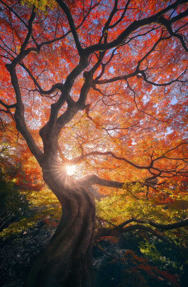 The Japanese Tree von Javier de la Torre