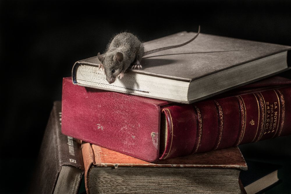 ratA³n de biblioteca 3 von Javier Senosiain