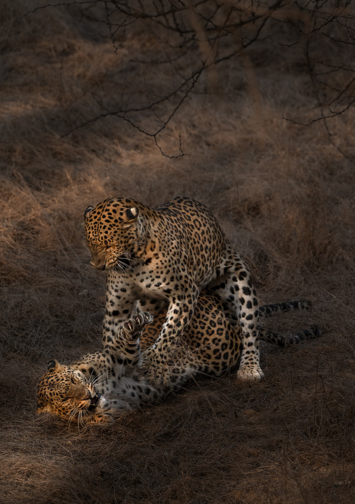 Leopard Mating von Jayanta Guha