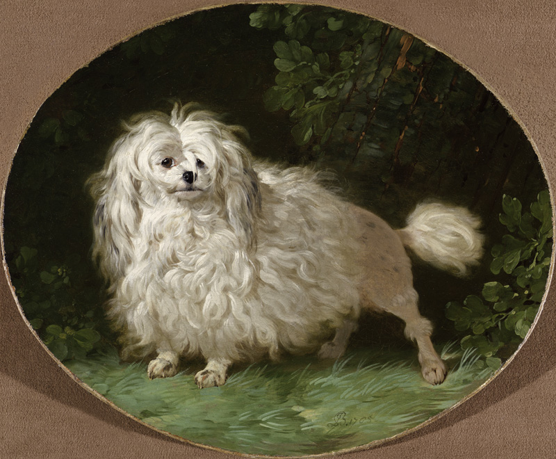 Portrait of a Poodle von Jean Jacques Bachelier