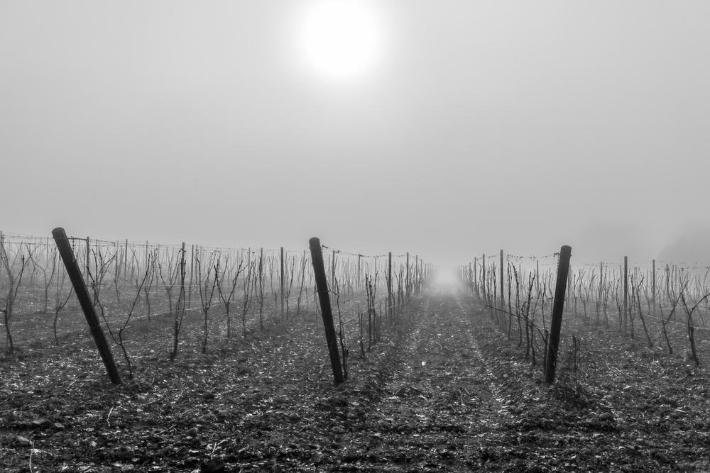 Vine perfume von Jean-Louis VIRETTI